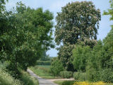 Summer in the Blyth Valley