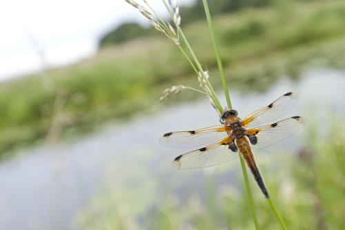 Dragonfly by Ross Hoddinott